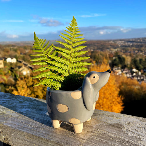 Spotty Dog Ceramic Planter
