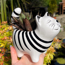 Cat-shaped planter with succulents held in front of a garden background